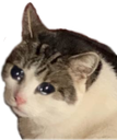 Chunky_sad_cat emote for Discord