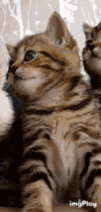 Cattoe emote for Discord