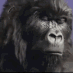 GorillaDrums emote for Discord