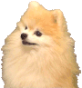 bark emote for Discord