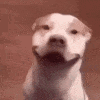 happy_doggo animated emote