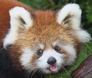 redpandablep emote for Discord