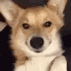 Doge_wink emote for Discord