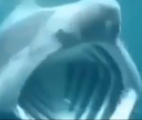 Sharkpog emote for Discord