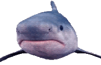 shark emote for Discord