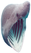SharkPog emote for Discord