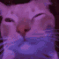 vibecat emote for Discord