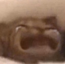catcry emote for Discord