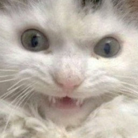 Excited_Cat emote for Discord