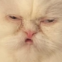 Cat_Stare emote for Discord