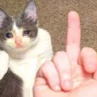 Cat_fu emote for Discord