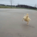 duck emote for Discord