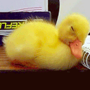 duck emote for Discord