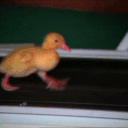 duck emote for Discord