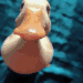 duck emote for Discord