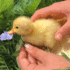 duck emote for Discord