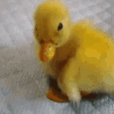 duck emote for Discord