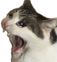 ChunkyCatScreaming emote for Discord