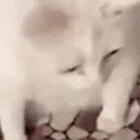 Cate_puke emote for Discord