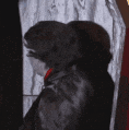 Murr_imout emote for Discord