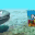 mega_shark emote for Discord