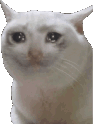 sadcat_blink emote for Discord