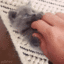 catt emote for Discord