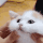 cat_rub emote for Discord