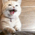 catt emote for Discord