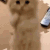 cute2 emote for Discord