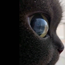 starecatto emote for Discord