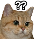 Z_Qs_Cat static emote