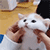 W_Cat_cute emote for Discord