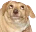 OhYouDog emote for Discord