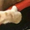 catThumb emote for Discord