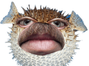 DaFish emote for Discord