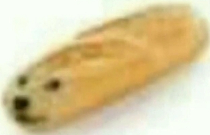 Pain emote for Discord