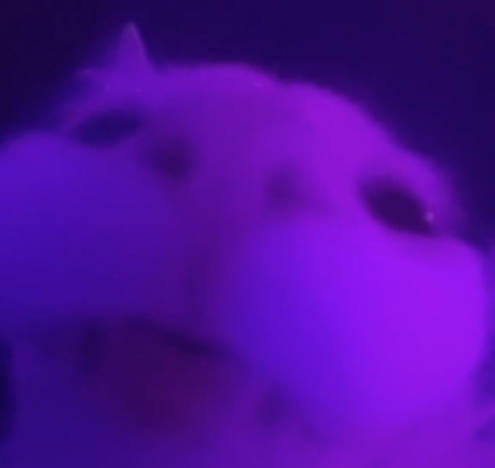 Stare emote for Discord