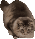wiggle_cat emote for Discord