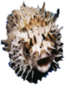 Puffer_Pog emote for Discord