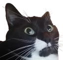 Um emote for Discord