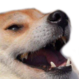 Dogo emote for Discord