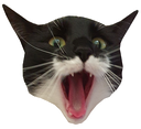 Qaat emote for Discord
