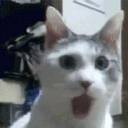 Cat_omg emote for Discord