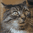 Cat_Wtf animated emote