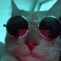 Cat_Vibe emote for Discord