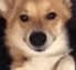 Doggo_Wink animated emote