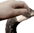 GoosePat emote for Discord