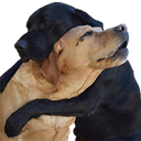 Dogs_Hugging emote for Discord
