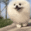 Fluffy_Ball_Running emote for Discord